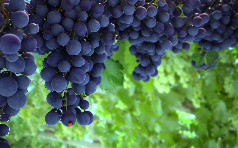 挑選水果小竅門最全攻略,這些您都知道嗎